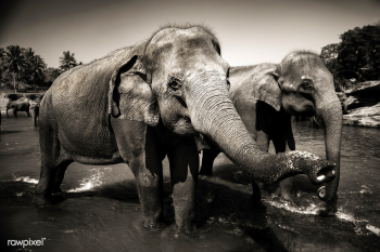 Sri Lankan elephants. | Free stock photo - 57289 Sri Lankan elephants. | Free stock photo - 57289