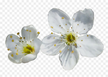 ST.AU.150 MIN.V.UNC.NR AD Cherry blossom Cherries - ST.AU.150 MIN.V.UNC.NR AD Cherry blossom Cherries -