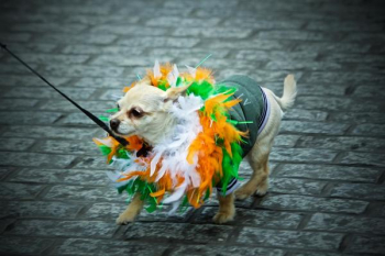         St. Patrick&#039;S Day Madra Free Photo     
