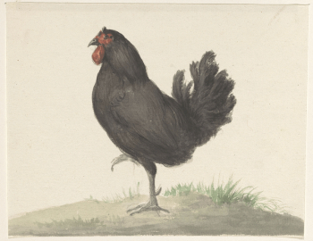 Staande zwarte kip (1775&ndash;1833) drawing | Free Photo - rawpixel