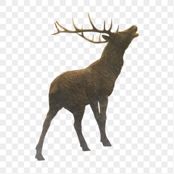 Stag, animal png sticker, animal, | Free PNG - rawpixel Stag, animal png sticker, animal, | Free PNG - rawpixel