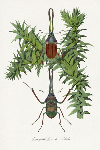Stag beetle painting, Le Jardin | Free Photo Illustration - rawpixel Stag beetle painting, Le Jardin | Free Photo Illustration - rawpixel