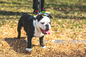 Standing English Bulldog Standing English Bulldog