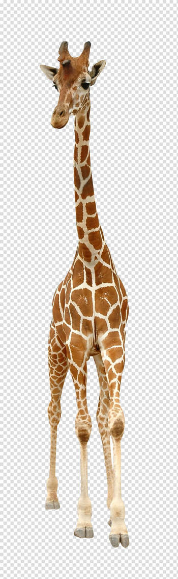 Standing giraffe, Reticulated giraffe English, A giraffe transparent background PNG clipart
