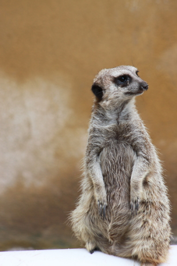 Standing Gray Meerkat Close Up Photo Standing Gray Meerkat Close Up Photo