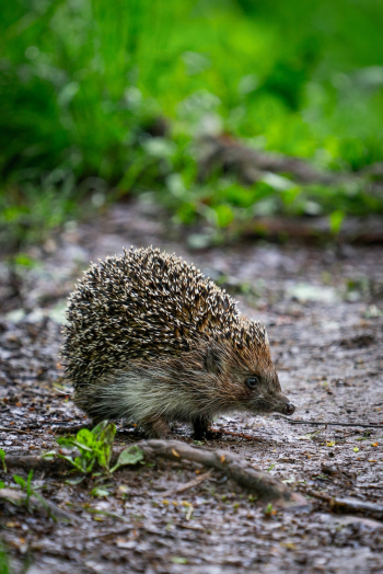 Standing Hedgehog Standing Hedgehog