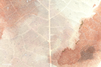 Star gooseberry leaf texture macro background | Free illustration - 2337138 Star gooseberry leaf texture macro background | Free illustration - 2337138