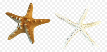 Starfish, Body Jewellery, Jewellery, Echinoderm PNG Starfish, Body Jewellery, Jewellery, Echinoderm PNG