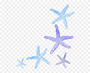 Starfish Border Starfish Border