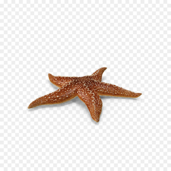 Starfish Callopatiria granifera - Marine life starfish Starfish Callopatiria granifera - Marine life starfish
