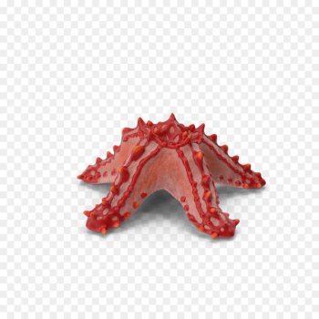 Starfish Callopatiria granifera - Tingshi starfish Starfish Callopatiria granifera - Tingshi starfish