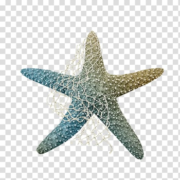 Starfish , Colorful starfish transparent background PNG clipart Starfish , Colorful starfish transparent background PNG clipart