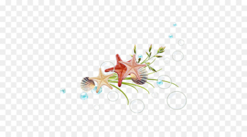 Starfish Designer - Starfish Creative Starfish Designer - Starfish Creative