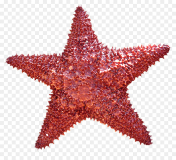 Starfish Do it yourself - Starfish Starfish Do it yourself - Starfish