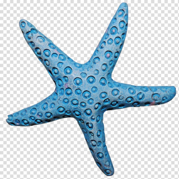 Starfish Invertebrate Animal, starfish transparent background PNG clipart Starfish Invertebrate Animal, starfish transparent background PNG clipart