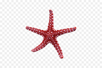 Starfish, My Name Is Rapunzel, Waking Storms, Echinoderm PNG Starfish, My Name Is Rapunzel, Waking Storms, Echinoderm PNG
