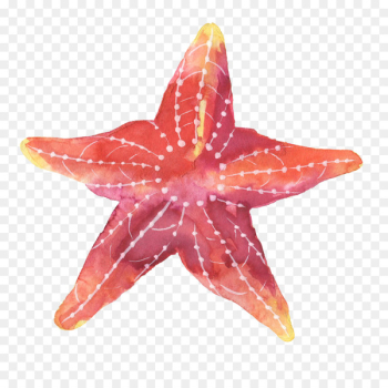 Starfish Paper - starfish Starfish Paper - starfish