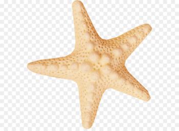 Starfish Sea Clip art - starfish Starfish Sea Clip art - starfish