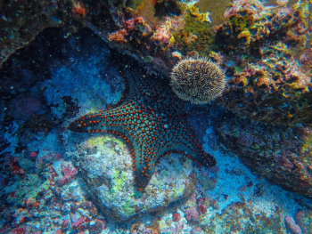 Starfish Underwater Starfish Underwater