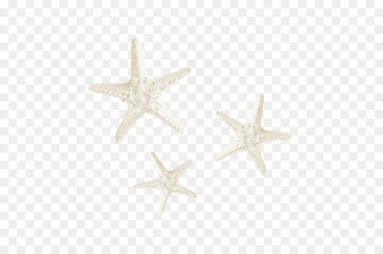 Starfish White - White starfish Starfish White - White starfish