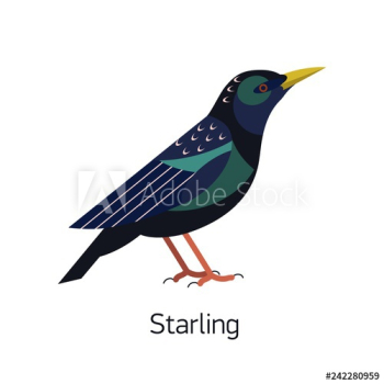 Starling isolated on white background Starling isolated on white background