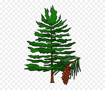 State Tree Of Idaho - North Carolina State Tree State Tree Of Idaho - North Carolina State Tree