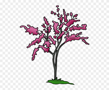 State Tree Of Oklahoma - Oklahoma State Tree Png State Tree Of Oklahoma - Oklahoma State Tree Png