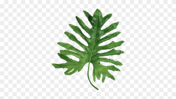 Statement Leaves - Large Leaf Tropical Plants Statement Leaves - Large Leaf Tropical Plants