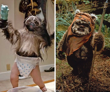 Stephanie Marcus on Twitter: "am i wrong? #puppymonkeybaby https ...