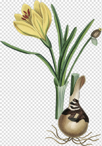 Sternbergia lutea Flowering plant Daffodil Bulb , bulb transparent background PNG clipart