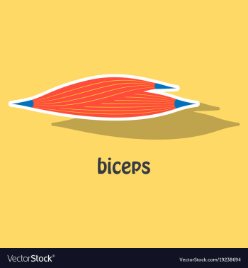 Sticker biceps triceps - movement of the arm and vector image Sticker biceps triceps - movement of the arm and vector image