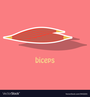 Sticker biceps triceps - movement of the arm and vector image Sticker biceps triceps - movement of the arm and vector image