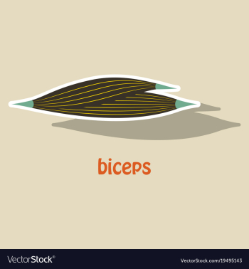 Sticker biceps triceps - movement of the arm and vector image Sticker biceps triceps - movement of the arm and vector image