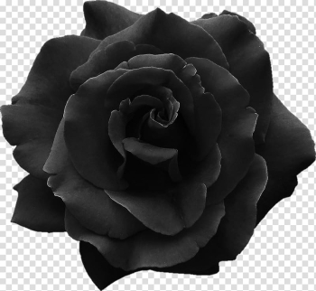 Sticker Black rose Jar Glass, rose transparent background PNG clipart Sticker Black rose Jar Glass, rose transparent background PNG clipart