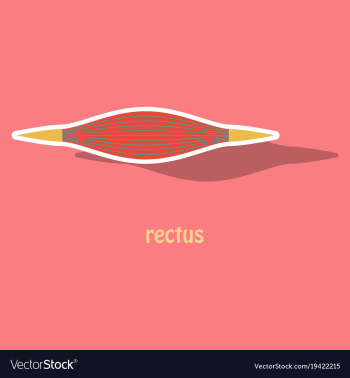 Sticker rectus - didactic board of anatomy of vector image Sticker rectus - didactic board of anatomy of vector image