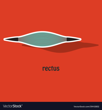 Sticker rectus - didactic board of anatomy of vector image Sticker rectus - didactic board of anatomy of vector image