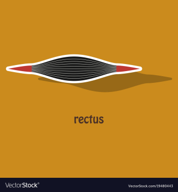 Sticker rectus - didactic board of anatomy of vector image Sticker rectus - didactic board of anatomy of vector image