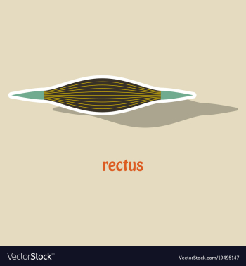 Sticker rectus - didactic board of anatomy of vector image Sticker rectus - didactic board of anatomy of vector image