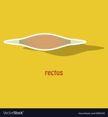 Sticker rectus - didactic board of anatomy of vector image Sticker rectus - didactic board of anatomy of vector image