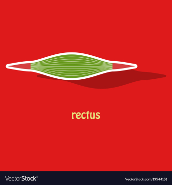 Sticker rectus - didactic board of anatomy of vector image Sticker rectus - didactic board of anatomy of vector image
