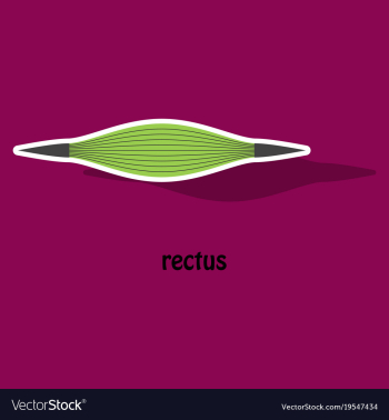 Sticker rectus - didactic board of anatomy of vector image Sticker rectus - didactic board of anatomy of vector image
