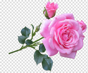 Still Life: Pink Roses Flower Plant stem, rose transparent background PNG clipart Still Life: Pink Roses Flower Plant stem, rose transparent background PNG clipart