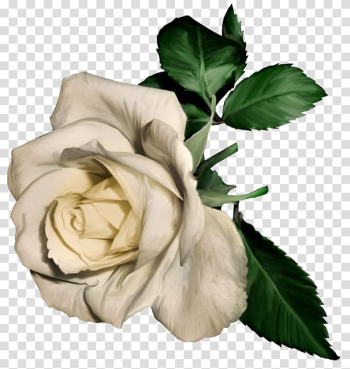 Still Life: Pink Roses Painting , White Rose transparent background PNG clipart Still Life: Pink Roses Painting , White Rose transparent background PNG clipart