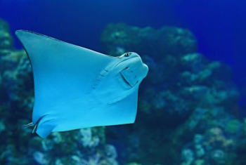 stingray near coral reef stingray near coral reef