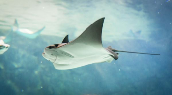stingray swimming stingray swimming