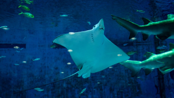 Stingray Under Water Stingray Under Water