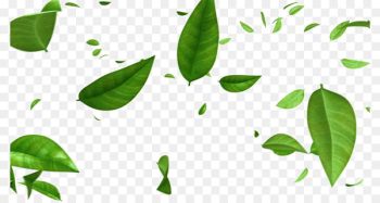 Stock footage Image Leaf Green Video - Leaf Stock footage Image Leaf Green Video - Leaf