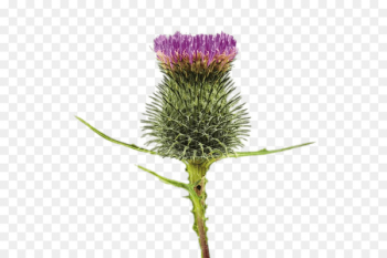 Stock Photography, Photography, Royaltyfree, Flower, Flowering Plant PNG