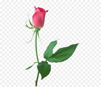 Stock photography Rose Clip art Image stock.xchng - storm Stock photography Rose Clip art Image stock.xchng - storm