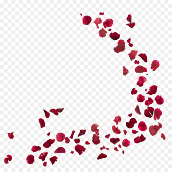 Stock photography Royalty-free Petal Flower - rose petals Stock photography Royalty-free Petal Flower - rose petals